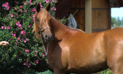 Easy and safe arabian mare in rare color 