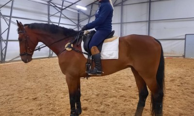 Dhowjumping horse Dollar