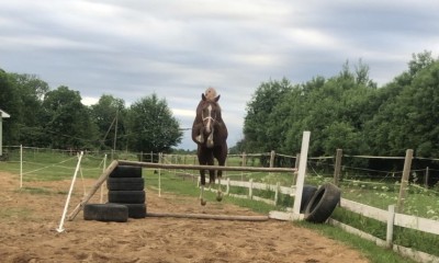 4yo stallion