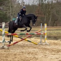 Top jumping prospect Calvino Z x Chacco Fly x Chacco Blue 