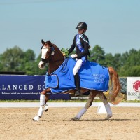 Dressage pony for sale - CALVIN J