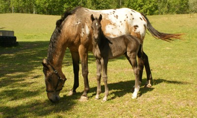 Spotted mare with colt