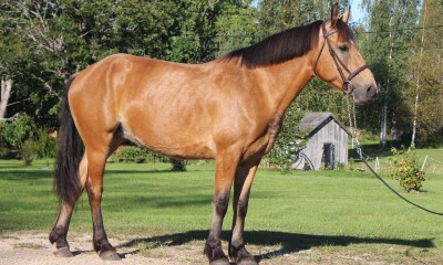 Müüa võimekas poni
