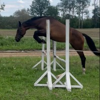 3 y.o. mare for sale