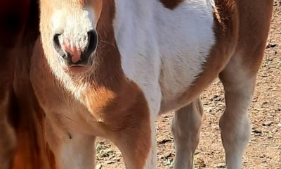 For Sale Minipony 2022 born foals