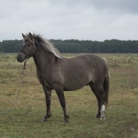 Estonian native horse gelding Vertigo