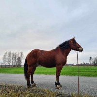 Eesti Raskeveo mära Sääse Virginia, toetusalune