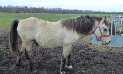 VEEBEL