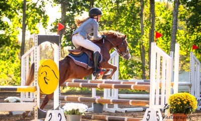 Welsh pony for sport