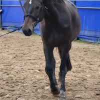 Wilathor
