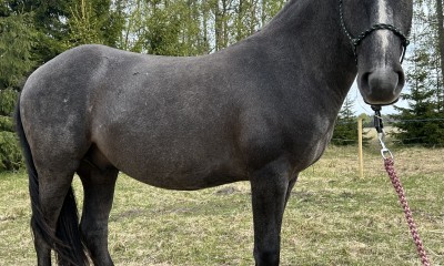 Allegro