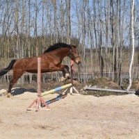 3 aastane sporthobuse mära