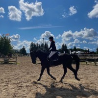 CORLANDER / 172 CM / GELDING / FOR SALE !