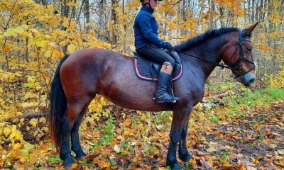 Raskeveo mära Exsena koos varsaga