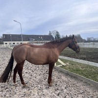Latvian mare