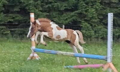 Sportpony foal