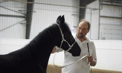 outstanding friesian horse for sale