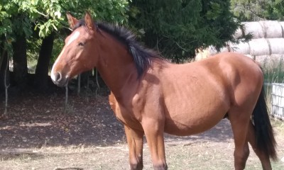 GINO