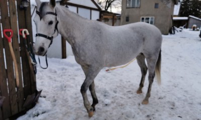 Valentine ox