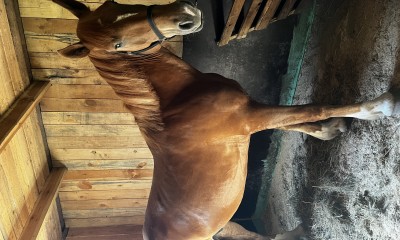 Friendly hobby mare! 