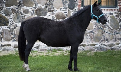 Tori tõugu mära Catimbra