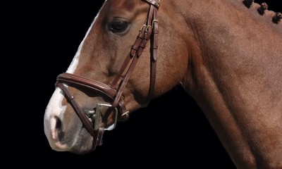 Pony 1.48mtr