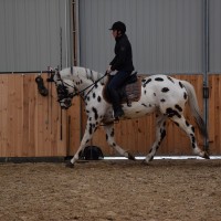 3 y.o great gelding for carriage and leasiure