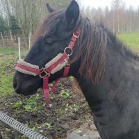 Eesti tõugu märasälg
