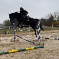 Top jumping prospect Calvino Z x Chacco Fly x Chacco Blue 