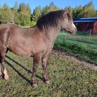 ARCHIBALD - eesti tõugu ruun