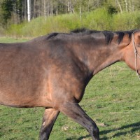 eesti sporthobune mära Calli