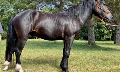 ARP - eesti hobune