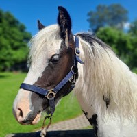 Sport pony