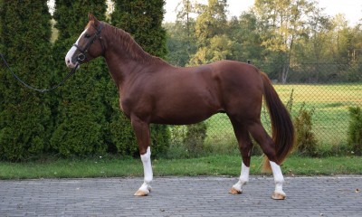 Nice and good looking gelding for dressage
