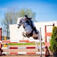 Welsh pony for sport
