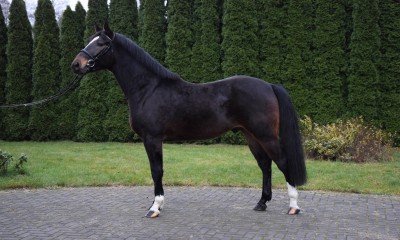 3,5 years old nice gelding