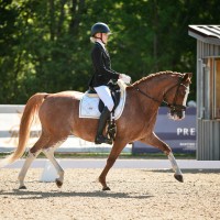 Dressage pony for sale - CALVIN J