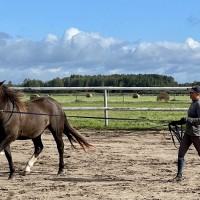 RAKETT - eesti hobune