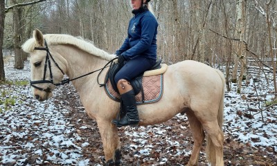 Eestonian horse pony Ruja