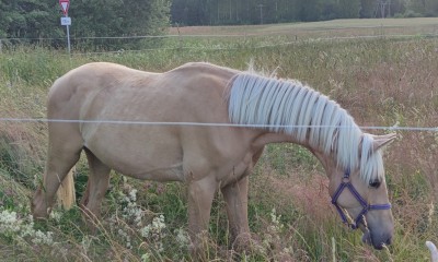 Palomino filly