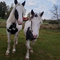 Sport pony