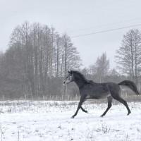 3 a hüppesugupuuga täkk