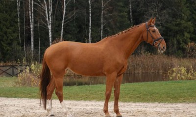 KWPN mare for sale (VDL line)
