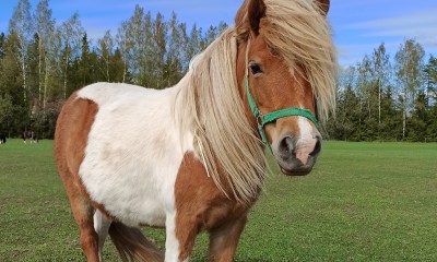 Müüa poni