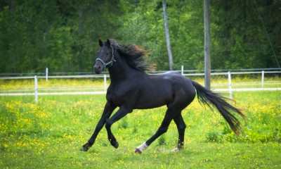 Guantanamo RP (Grandorado TN x Padinus)