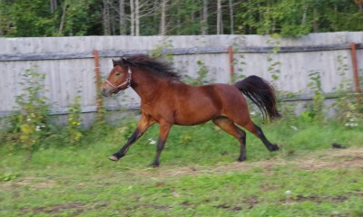 Dartmoori poni