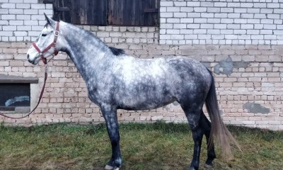Silver Celeste
