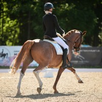 Dressage pony for sale - CALVIN J
