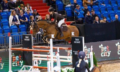 ⭐️ 2009 born gelding for sale ⭐️