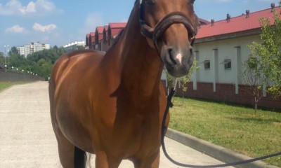 Hannover dressage gelding